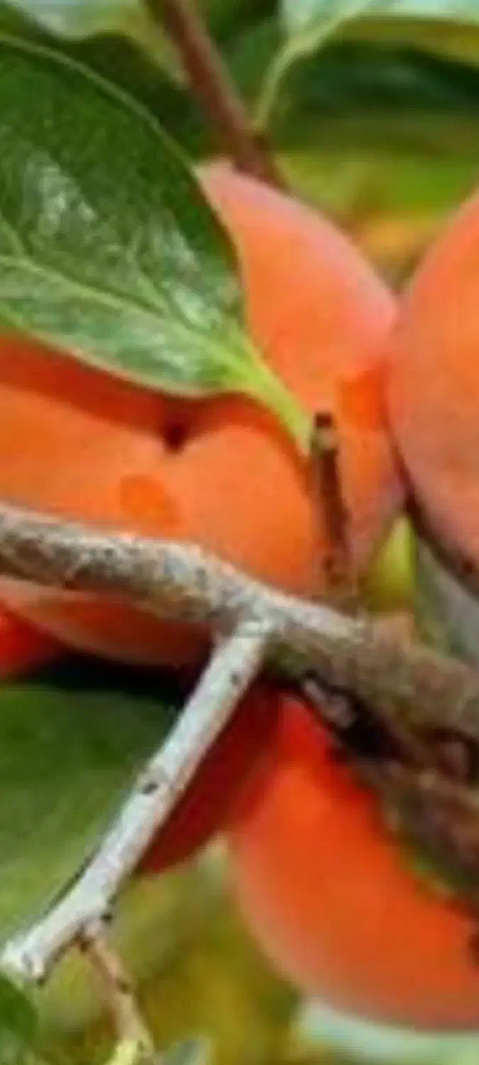 راهنمایی خرمالو وحشی|فعالیت داوطلبانه|بابل, |دیوار