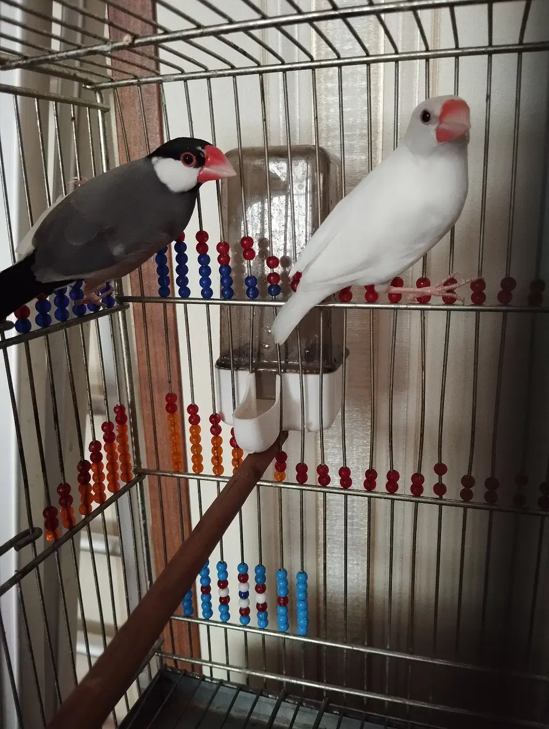 فنچ نرگسی|پرنده|گنبد کاووس, |دیوار