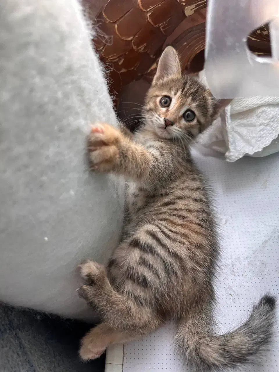 4تا بچه گربه با مامانشون|گربه|قم, تعویض پلاک|دیوار