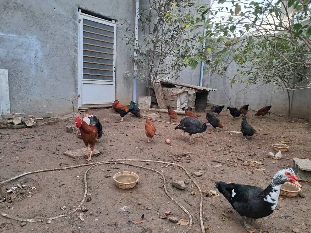 مرغ و خروس محلی|حیوانات مزرعه|گالیکش, |دیوار