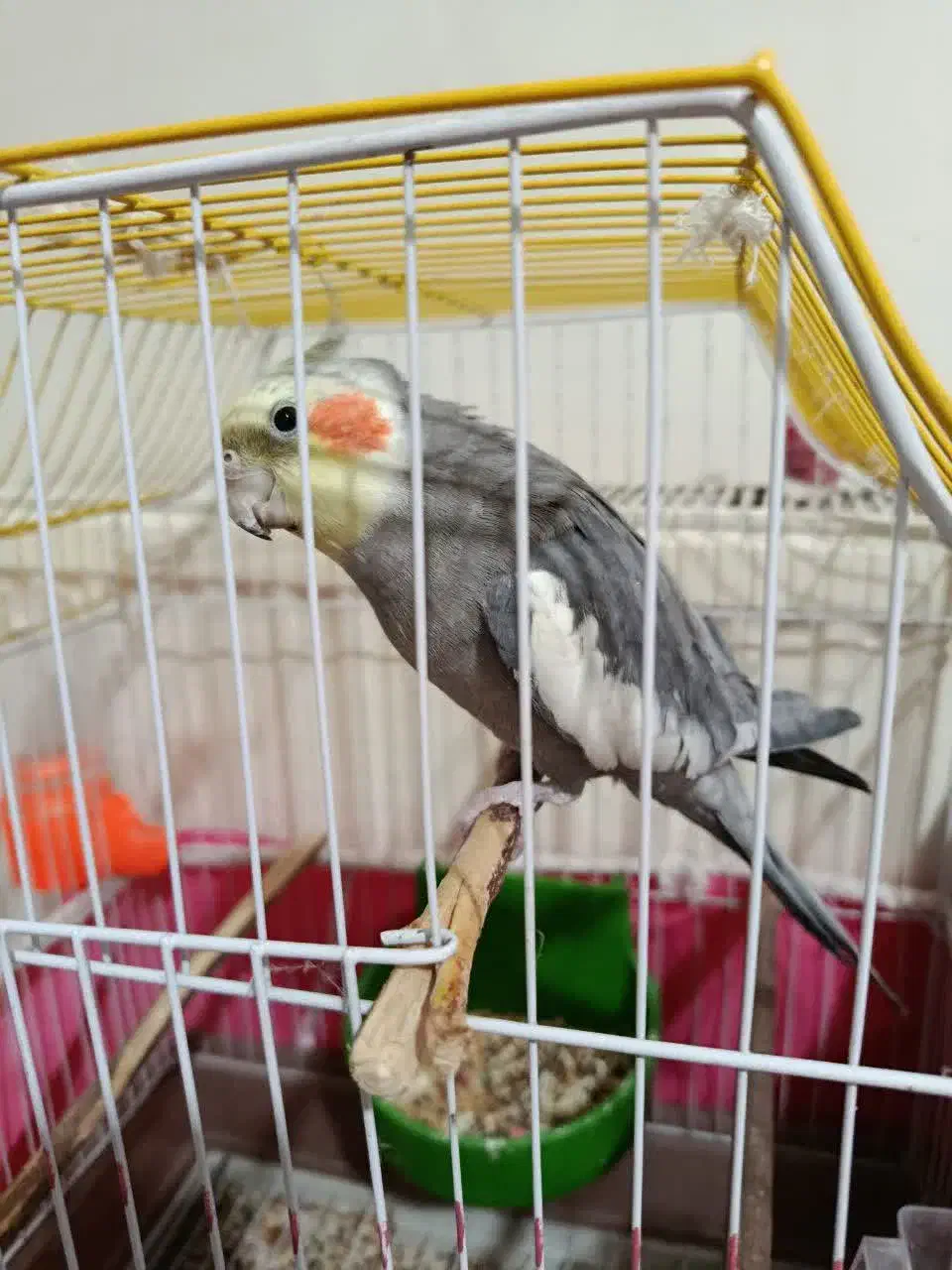 عروس هلندی گمشده در فردوان|حیوانات|اصفهان, فردوان|دیوار