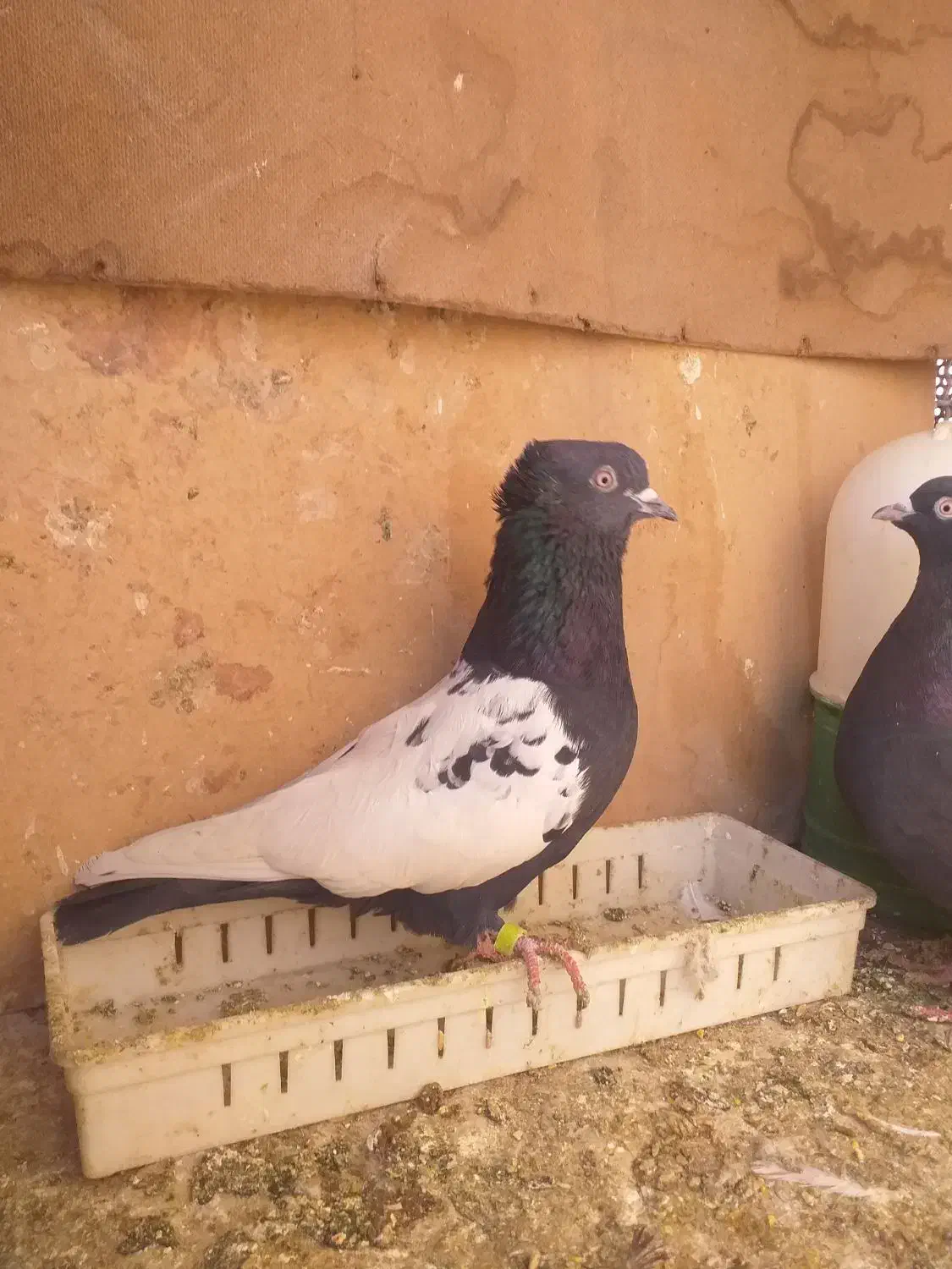 کله سیاه گمشده|حیوانات|شیراز, سینما سعدی|دیوار