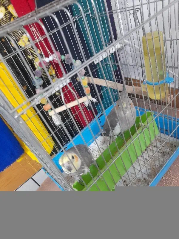 عروس هلندی|پرنده|کوهدشت, |دیوار