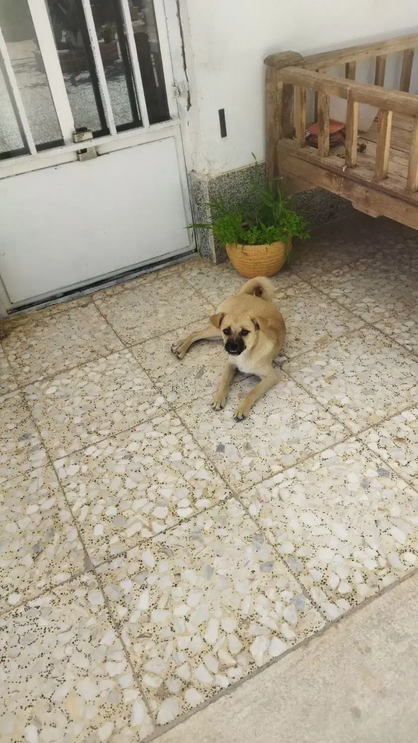 سگ پاپی پاگ|سگ|پیر بکران, |دیوار