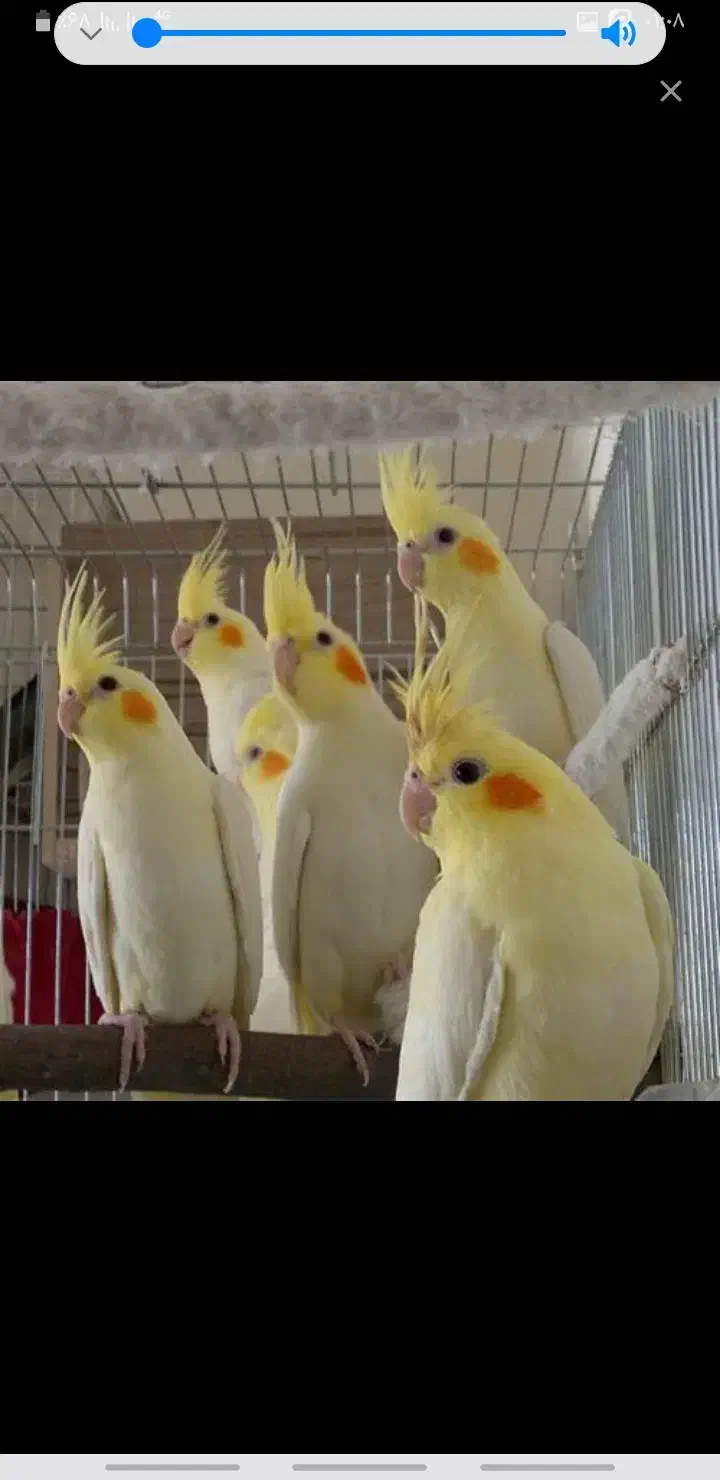 مرغ عشق قناری فنچ طوطی عروس هلندی مرغ مینا|پرنده|یاسوج, |دیوار