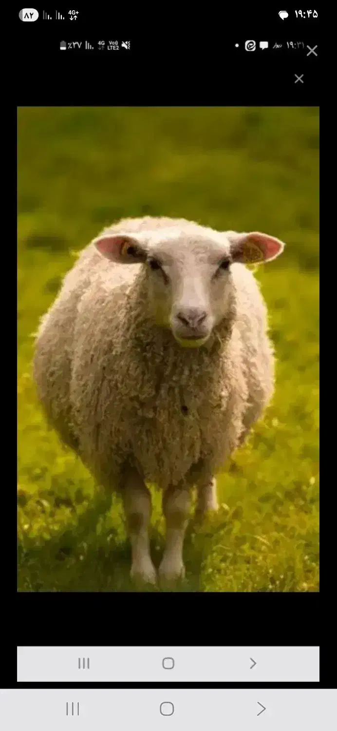 فروش گوسفند|حیوانات مزرعه|شهرضا, |دیوار