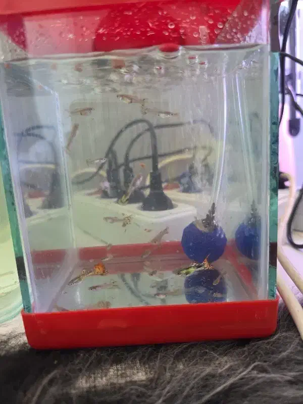 اکواریم کوچیک|ماهی|رامهرمز, |دیوار