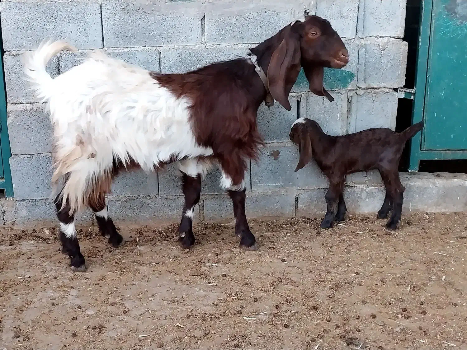 بز کهره دار و آبستن|حیوانات مزرعه|شیراز, کلاهدوز|دیوار