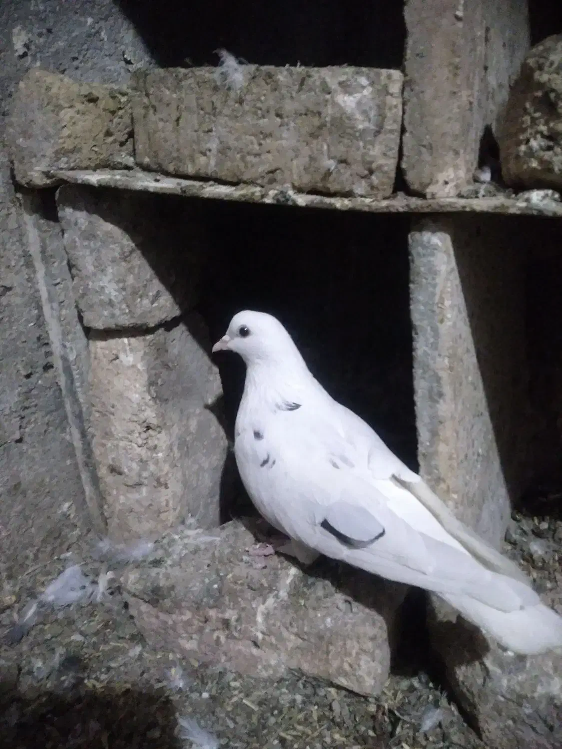 کبوترتهرانی ماده|پرنده|آشخانه, |دیوار