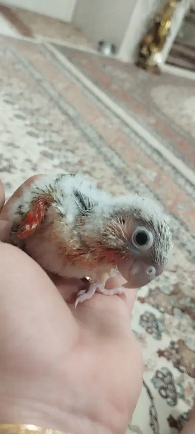 جوجه گرنچیگ سرلاکی آناناسی|پرنده|سبزوار, خسروجرد|دیوار