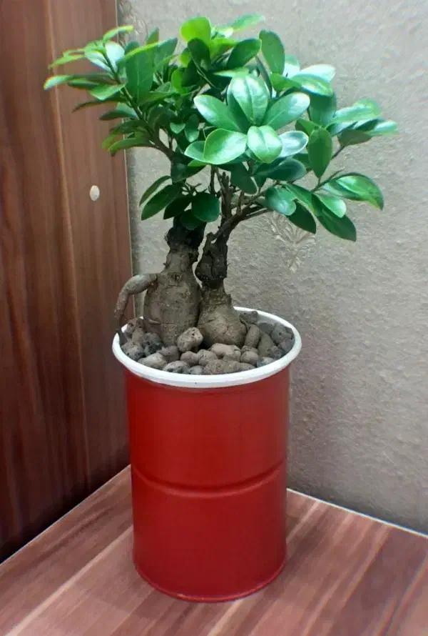 گل گیاه اپارتمانی بنسای دو عدد|گل و گیاه طبیعی|تهران, سجاد|دیوار