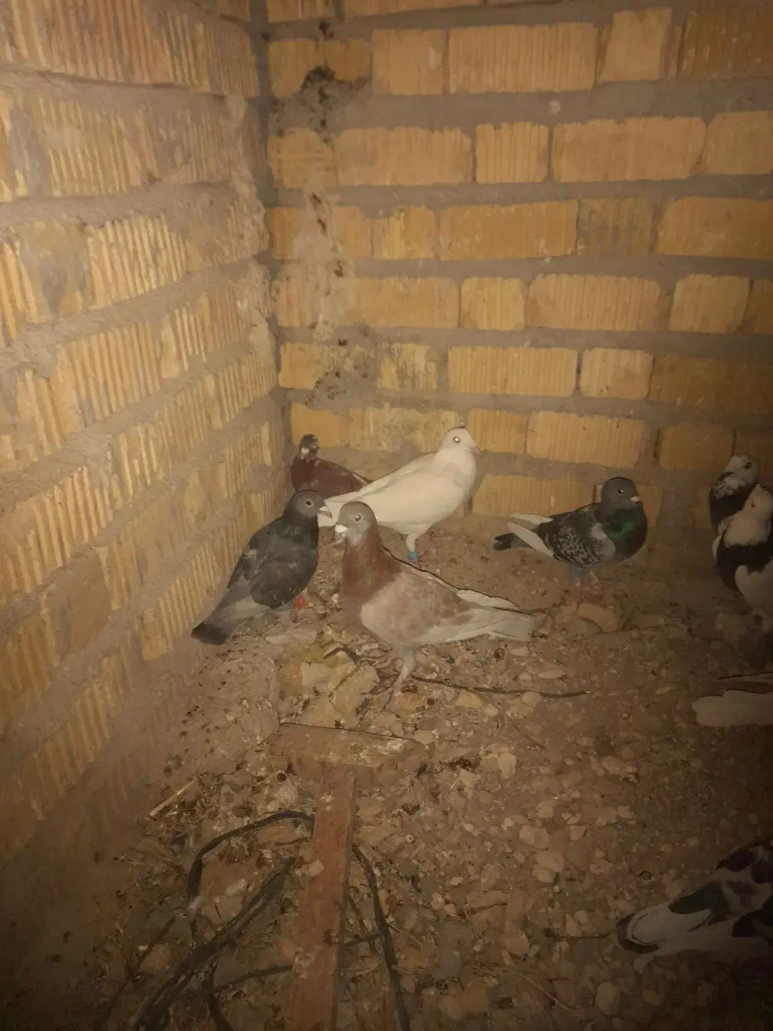 کفتر پلاکی|پرنده|مرودشت, مجد آباد|دیوار