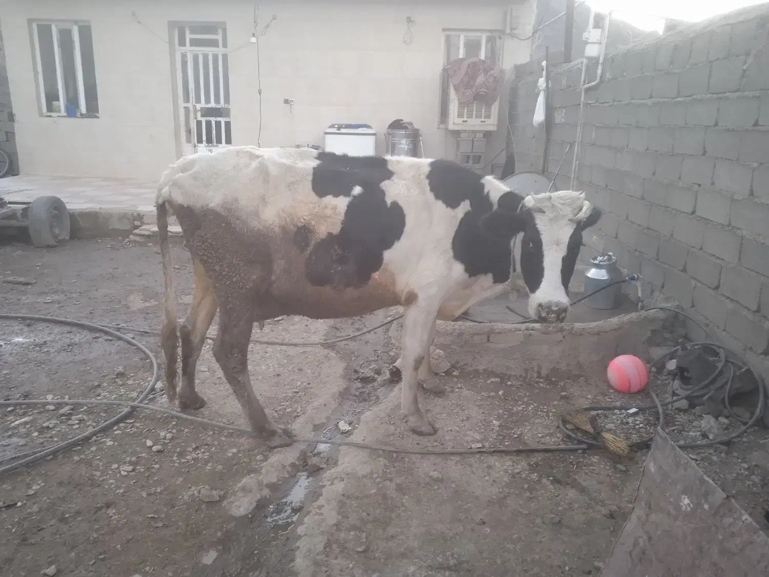 گاو هلشتاین شیری|حیوانات مزرعه|بیرانوند, |دیوار