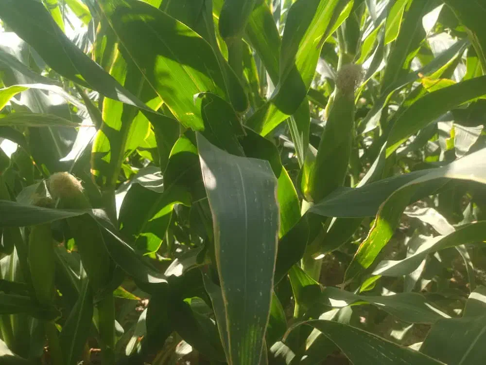 ذرت علوفه ای دانه دار|عمده‌فروشی|راهگان, |دیوار