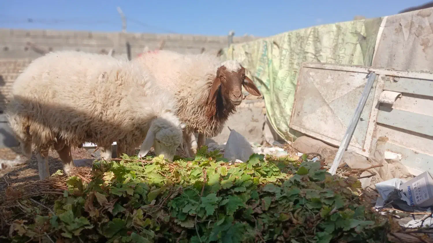 بره قوچ ترو بور|حیوانات مزرعه|کاشمر, |دیوار