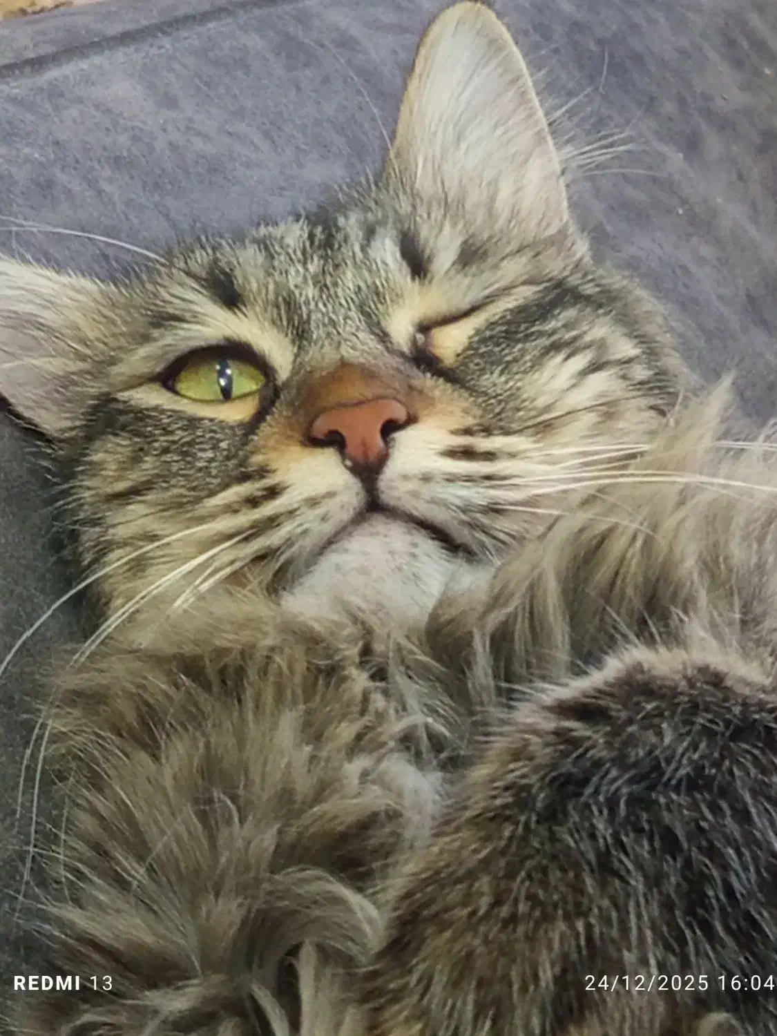 گمشده|حیوانات|مشهد, فاطمیه|دیوار