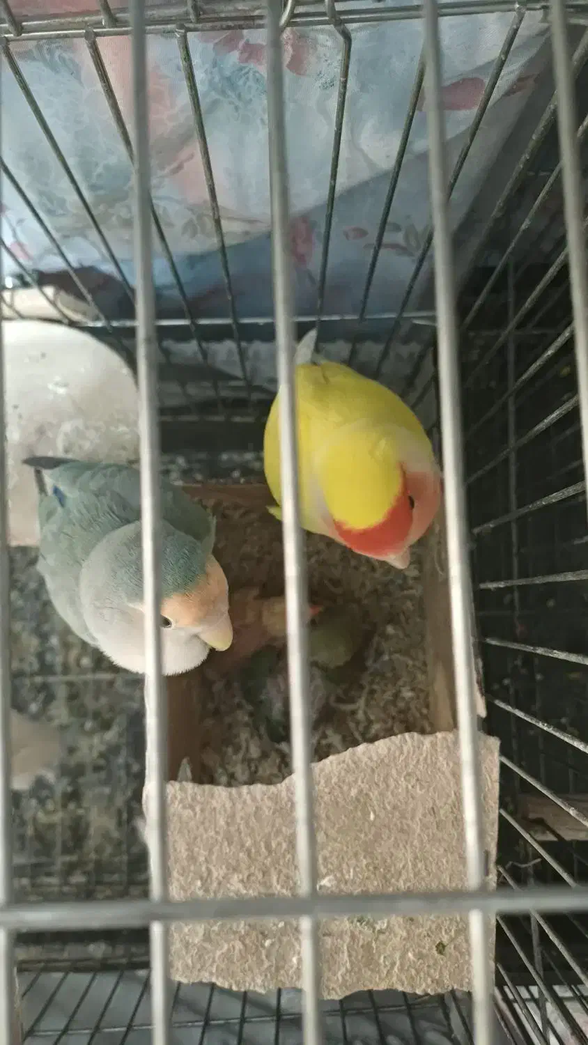 طوطی برزیلی مولد|پرنده|ری, شهرری|دیوار