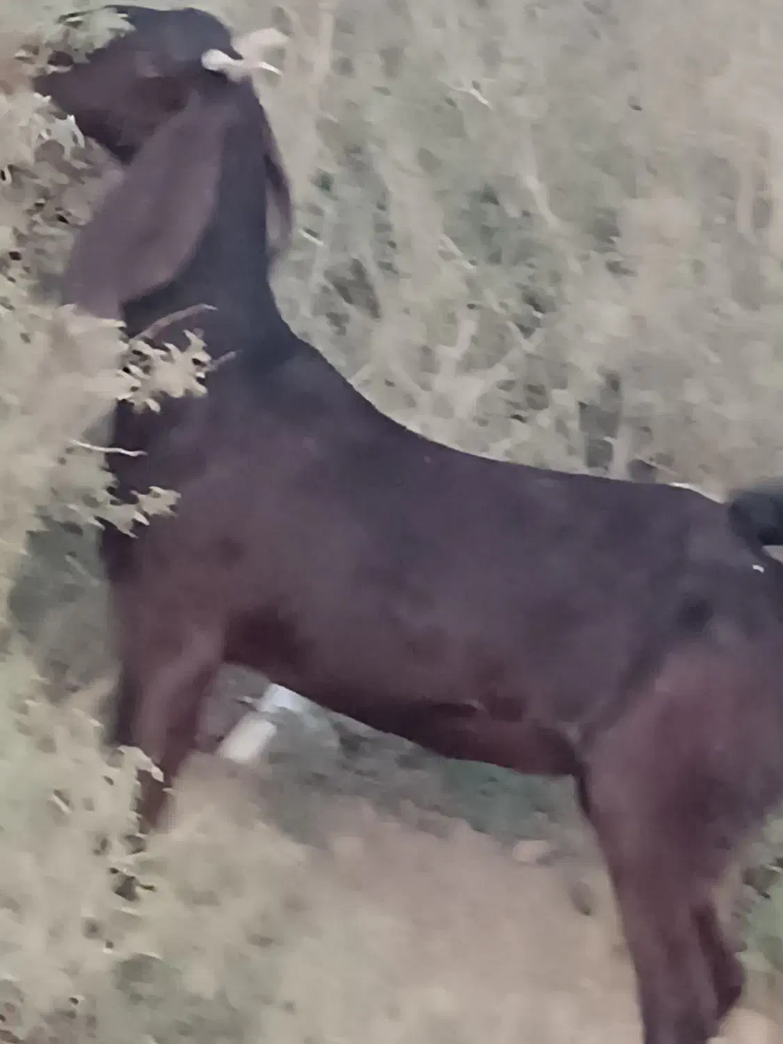 دوتا بز آبستن با بز کهره|حیوانات مزرعه|جیرفت, |دیوار