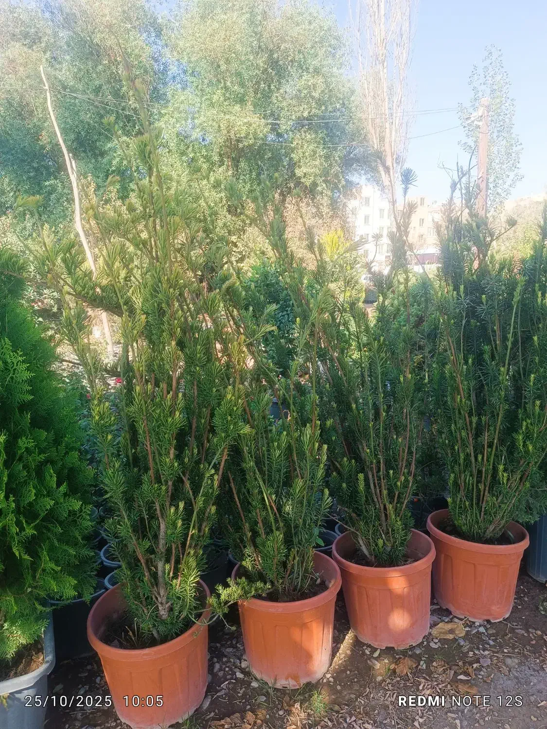 فروش انواع گل و گیاه باغچه ای و آپارتمانی|گل و گیاه طبیعی|کرج, کرج نو|دیوار