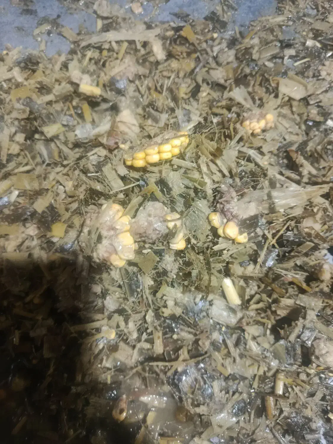 ذرت علوفهای پردان|عمدهفروشی|نهاوند, |دیوار