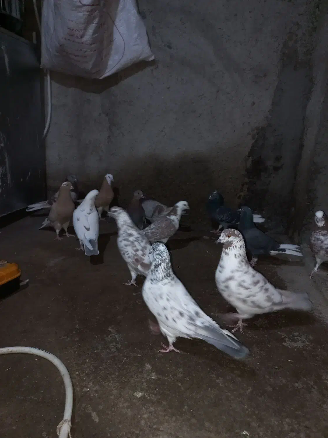 کبوتر|پرنده|مشگین شهر, |دیوار