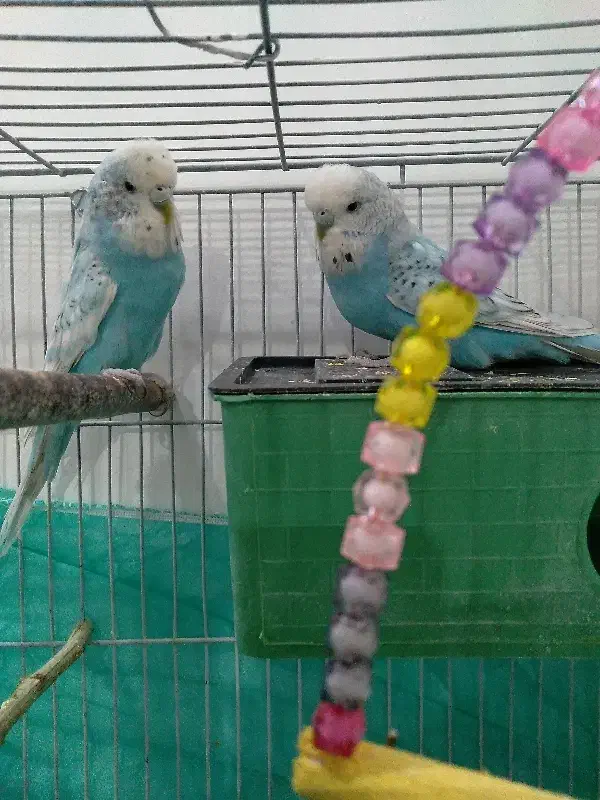 مرغ عشق انگلیسی سرحال|پرنده|محمدشهر, جعفرآباد|دیوار