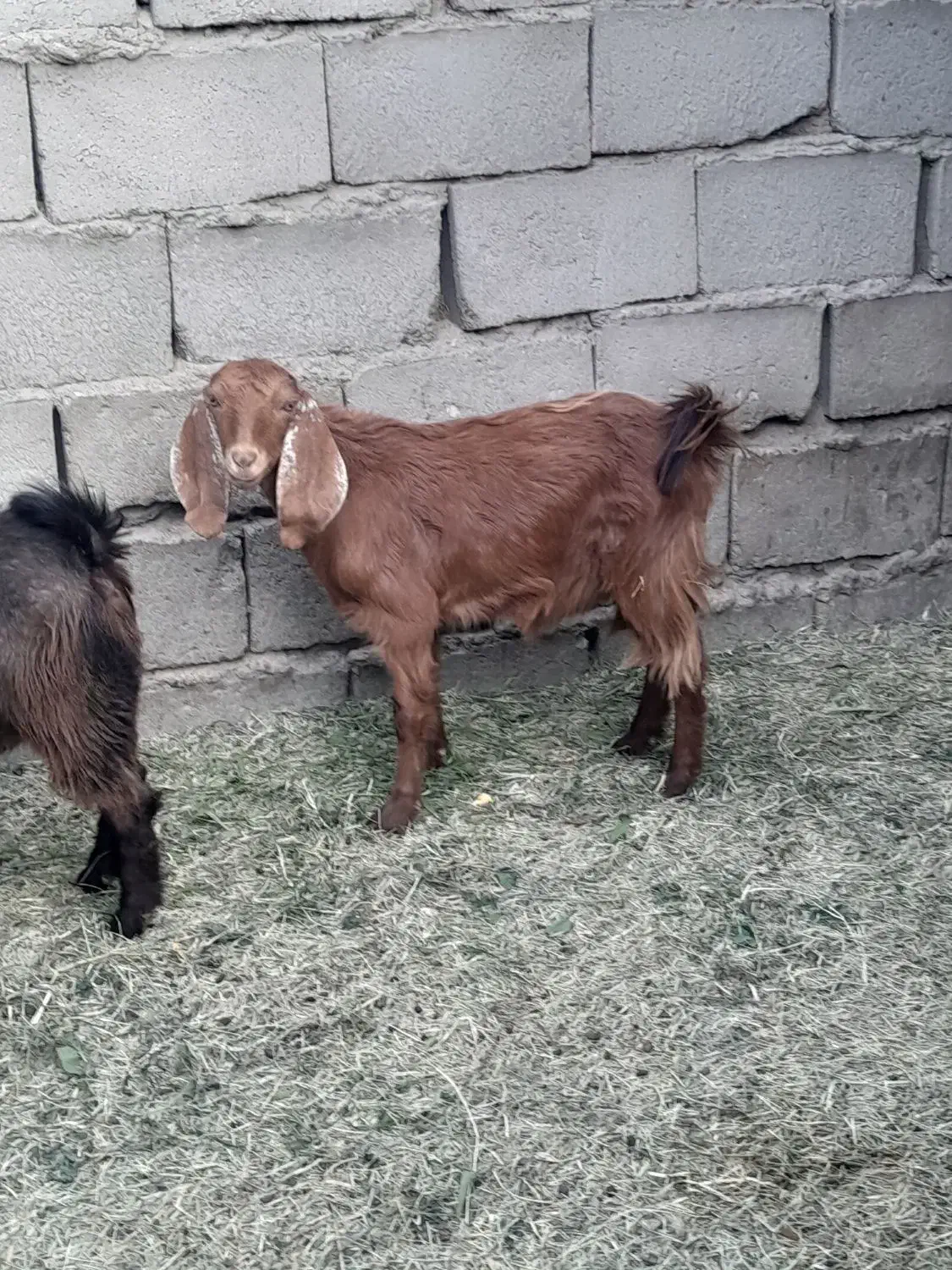 دوتا کره دوقلو|حیوانات مزرعه|ریگان, |دیوار