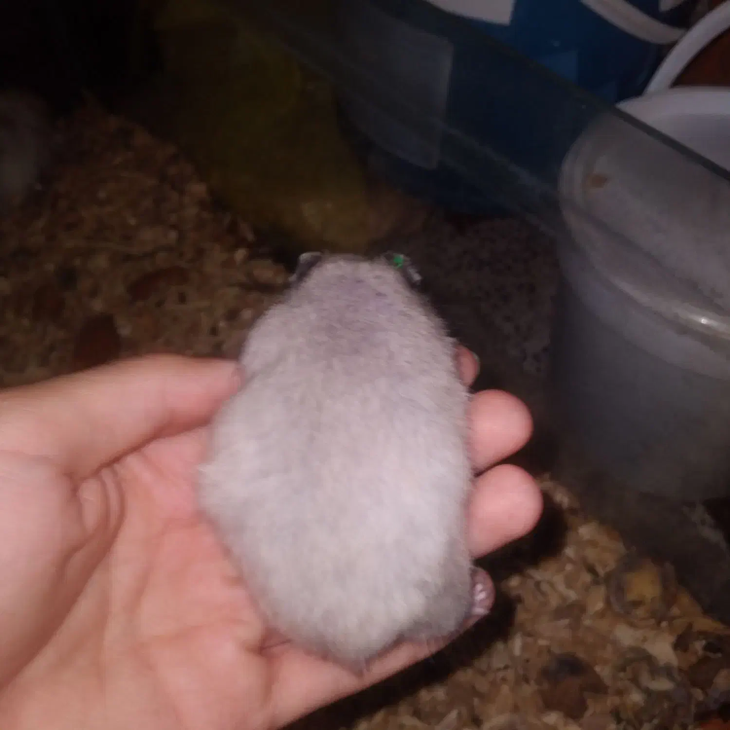 همستر خرگوش|موش و خرگوش|کرمانشاه, |دیوار