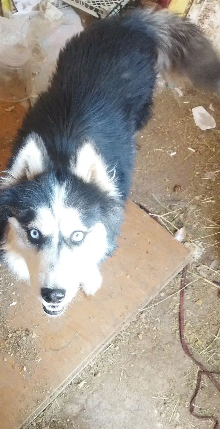 فروش سگ هاسکی|سگ|زرند, |دیوار