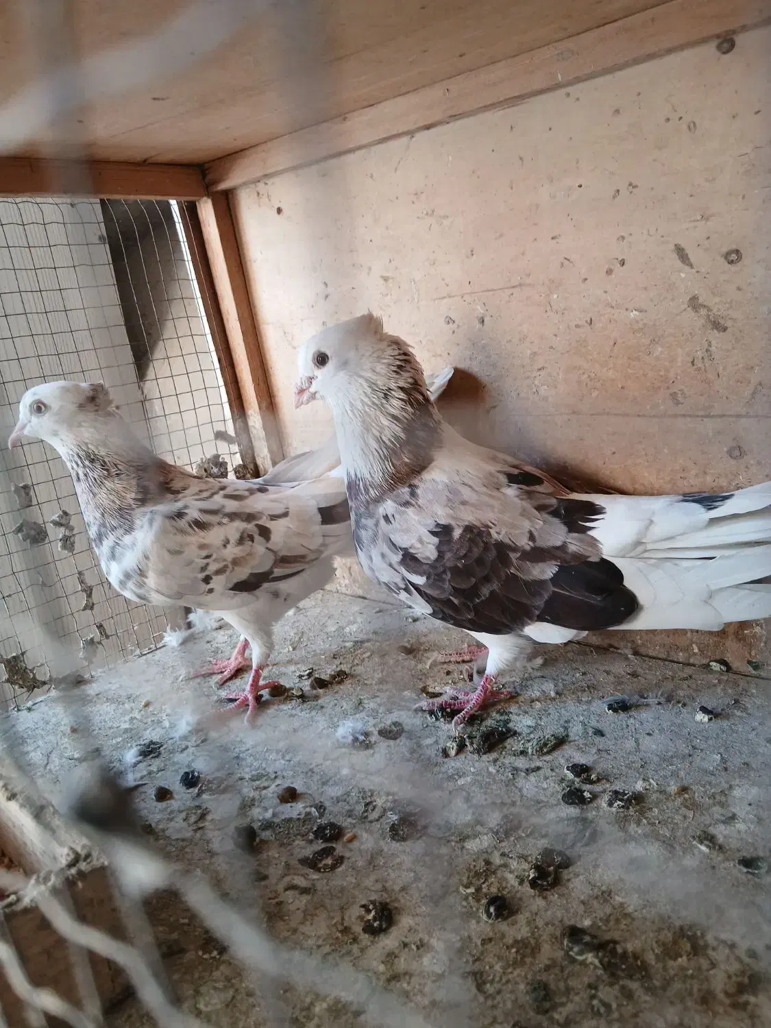 کفتر شازده سبز عتیقه همه چی تو عکس معلومه|پرنده|اسلامشهر, شهرک سعیدیه|دیوار