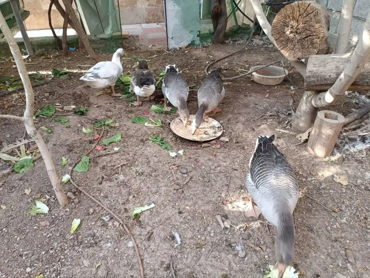 تعدادی غاز سالم|حیوانات مزرعه|هشتگرد, شهرک بعثت|دیوار