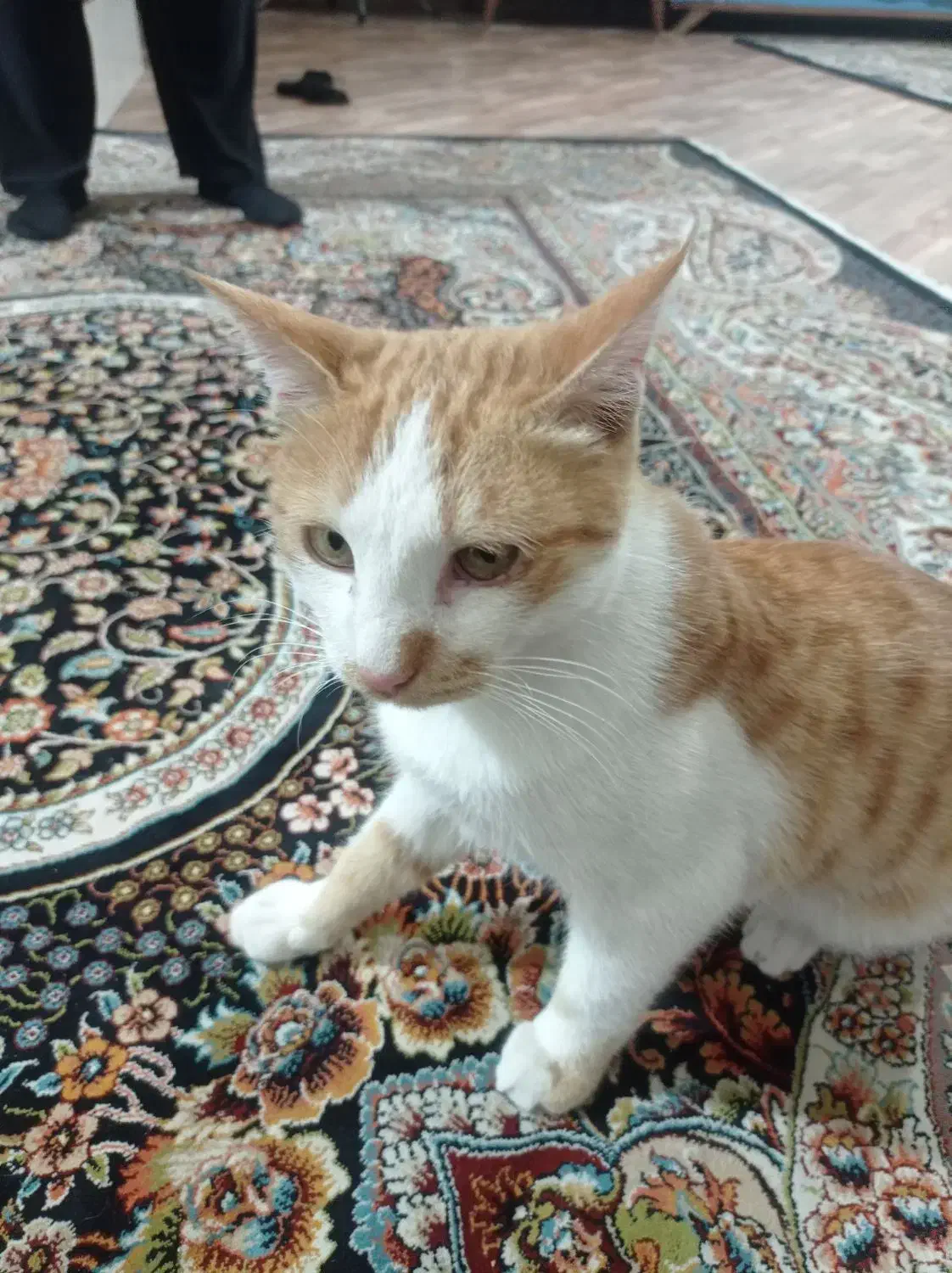 گربه نر خانگی واگذاری رایگان|گربه|اسفراین, |دیوار