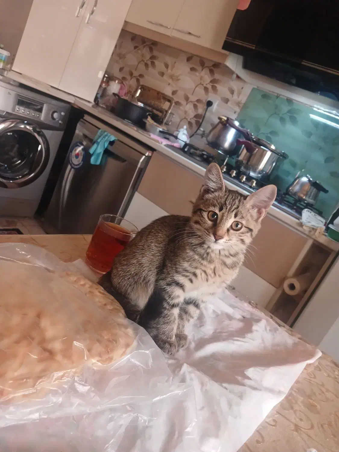 گربه ماده ۳ ماهه اهلی بازیگوش|گربه|تبریز, |دیوار