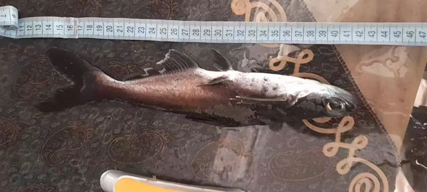 ماهی|ماهی|شیروان (خراسان), |دیوار