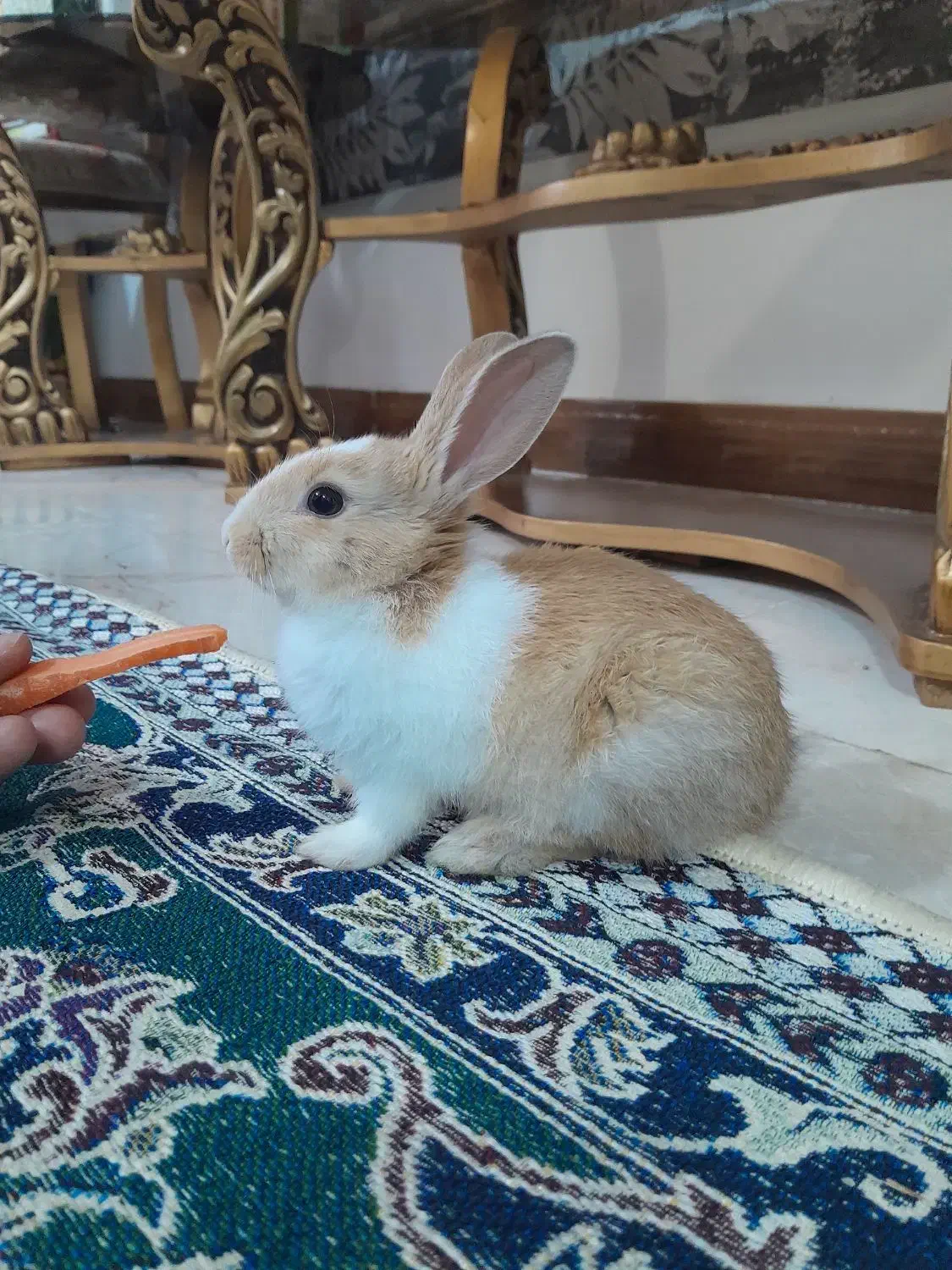 خرگوش مینیاتوری بازی گوش|موش و خرگوش|سنندج, |دیوار