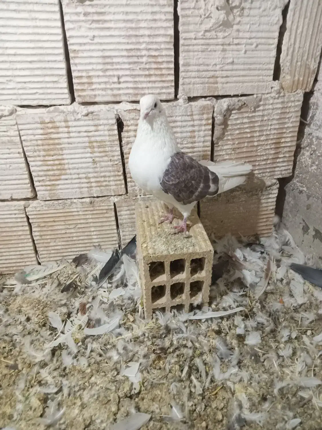 کبوترپرشی|پرنده|درگزین, |دیوار