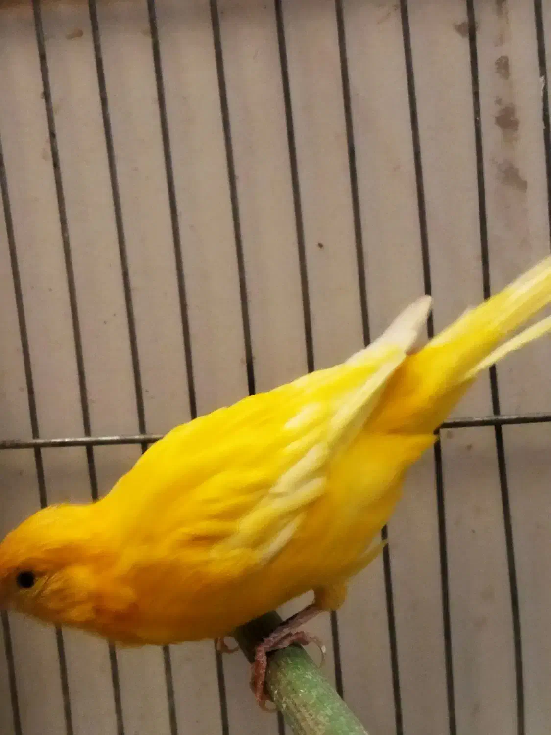 ماده قناری جوان + قناری نر|پرنده|خمینی‌شهر, |دیوار