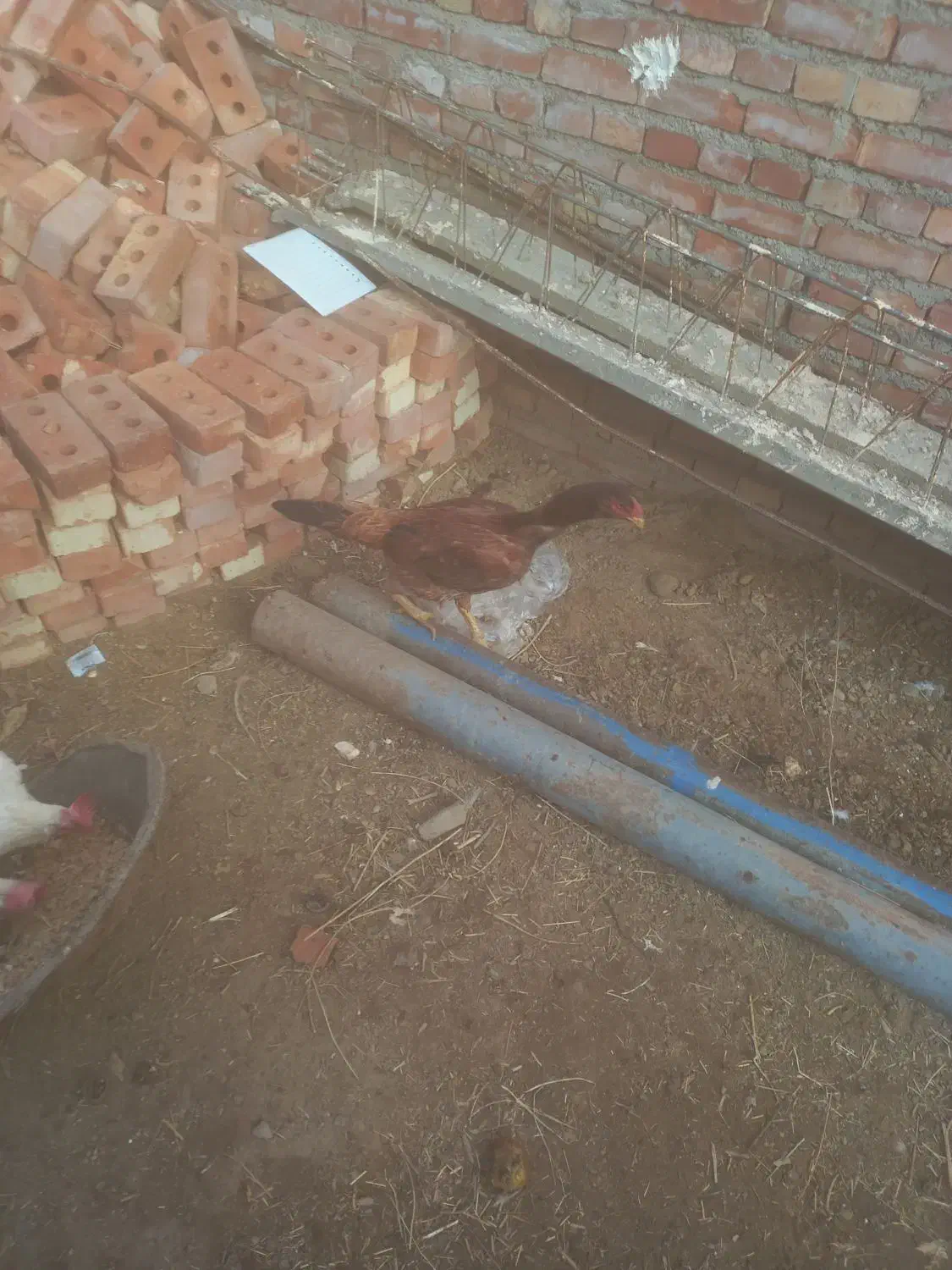 مرغ لاری|حیوانات مزرعه|بکتاش, |دیوار