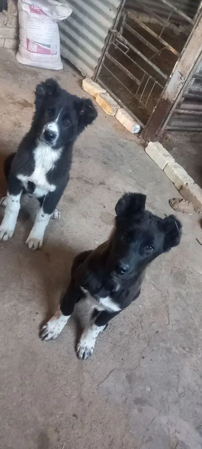 توله سگ مادر سرابی پدر قدر جونی|سگ|قنوات, |دیوار