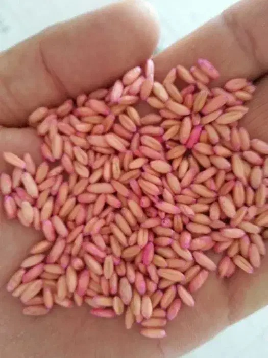 گندم بذری|عمدهفروشی|الیگودرز, |دیوار