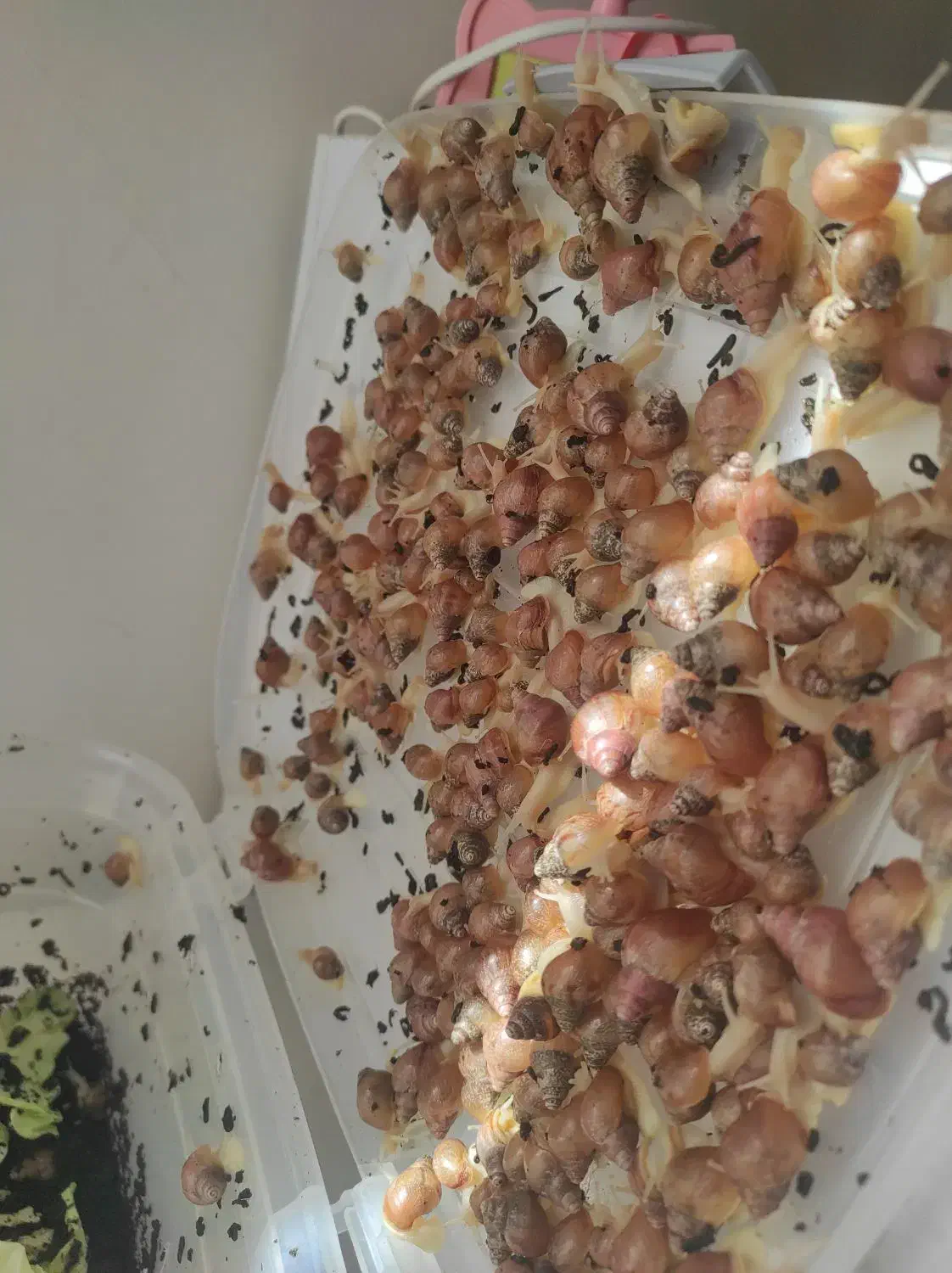 سوپر مولد|خزنده|کرج, فاز ۴ مهرشهر|دیوار