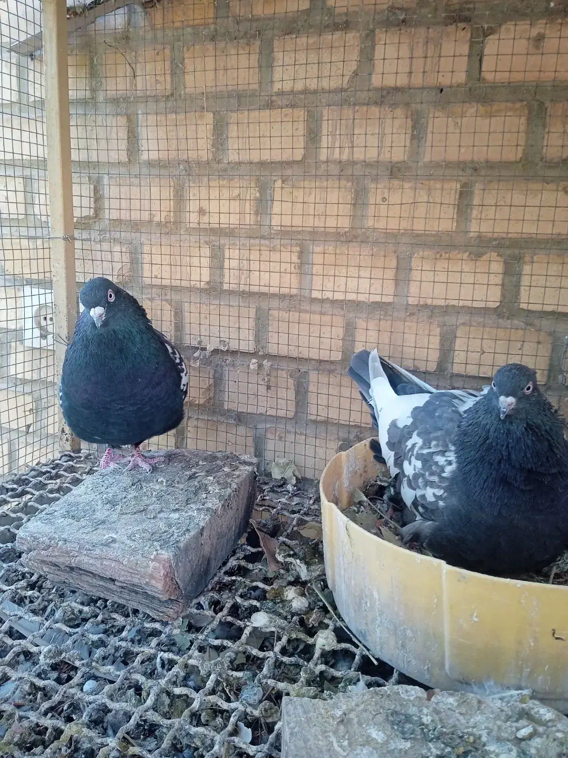 تعدادی کبوترسینه ای زاغ چشم ونوک ویک عددزیل|پرنده|فولادشهر, A4|دیوار