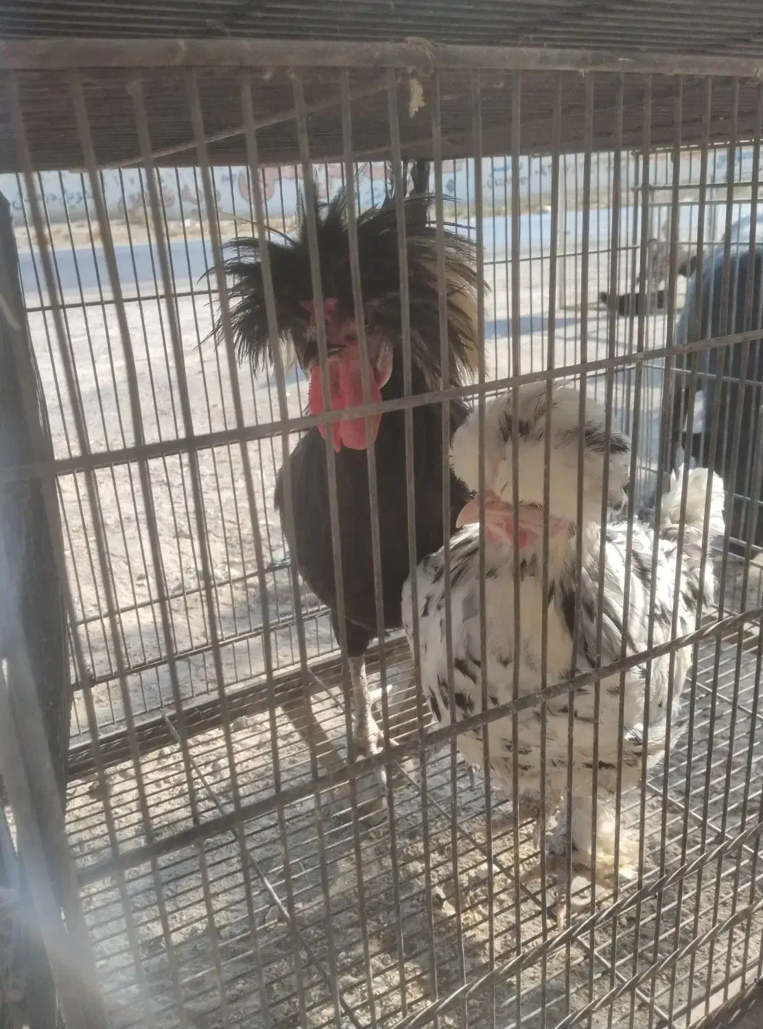 مرغ خروس تزئینی فروش یا معاوضه|پرنده|هشتگرد, هشتگرد قدیم|دیوار