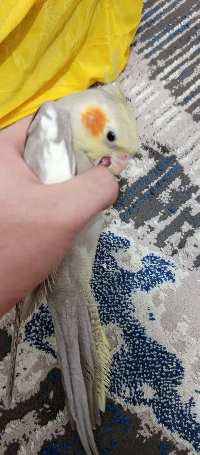 جوجه عروس هلندی|پرنده|ری, دیلمان|دیوار