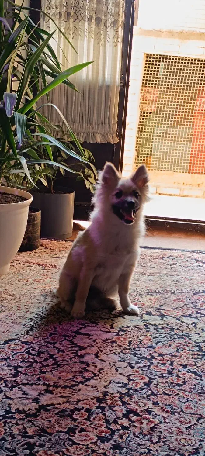 سگ پامرانیان خرسی۴ماهه|سگ|سیرجان, |دیوار