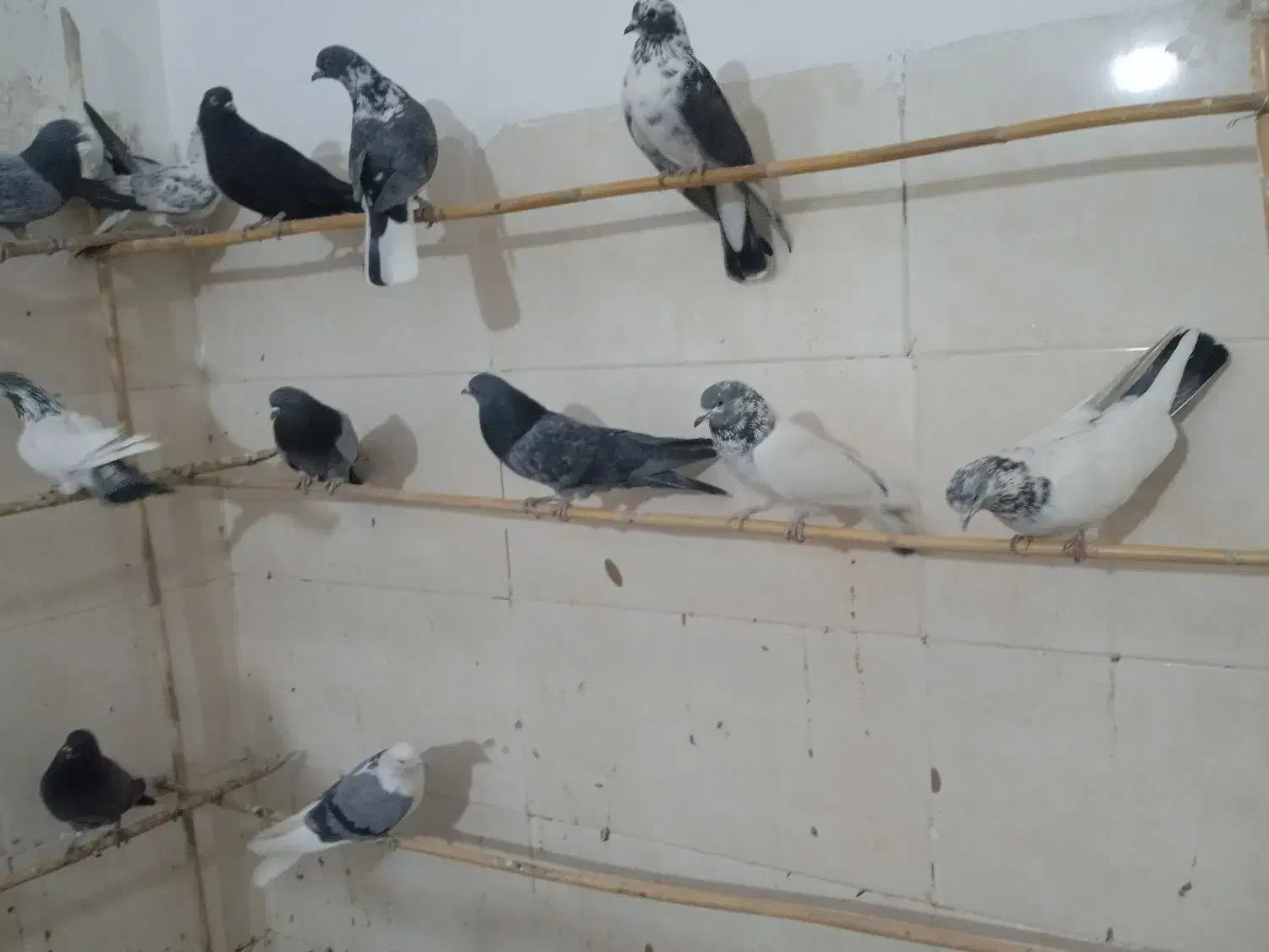 یه کوله کفتر پرشی|پرنده|نیمروز, |دیوار