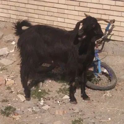 گیسه بز|حیوانات مزرعه|جیرفت, |دیوار