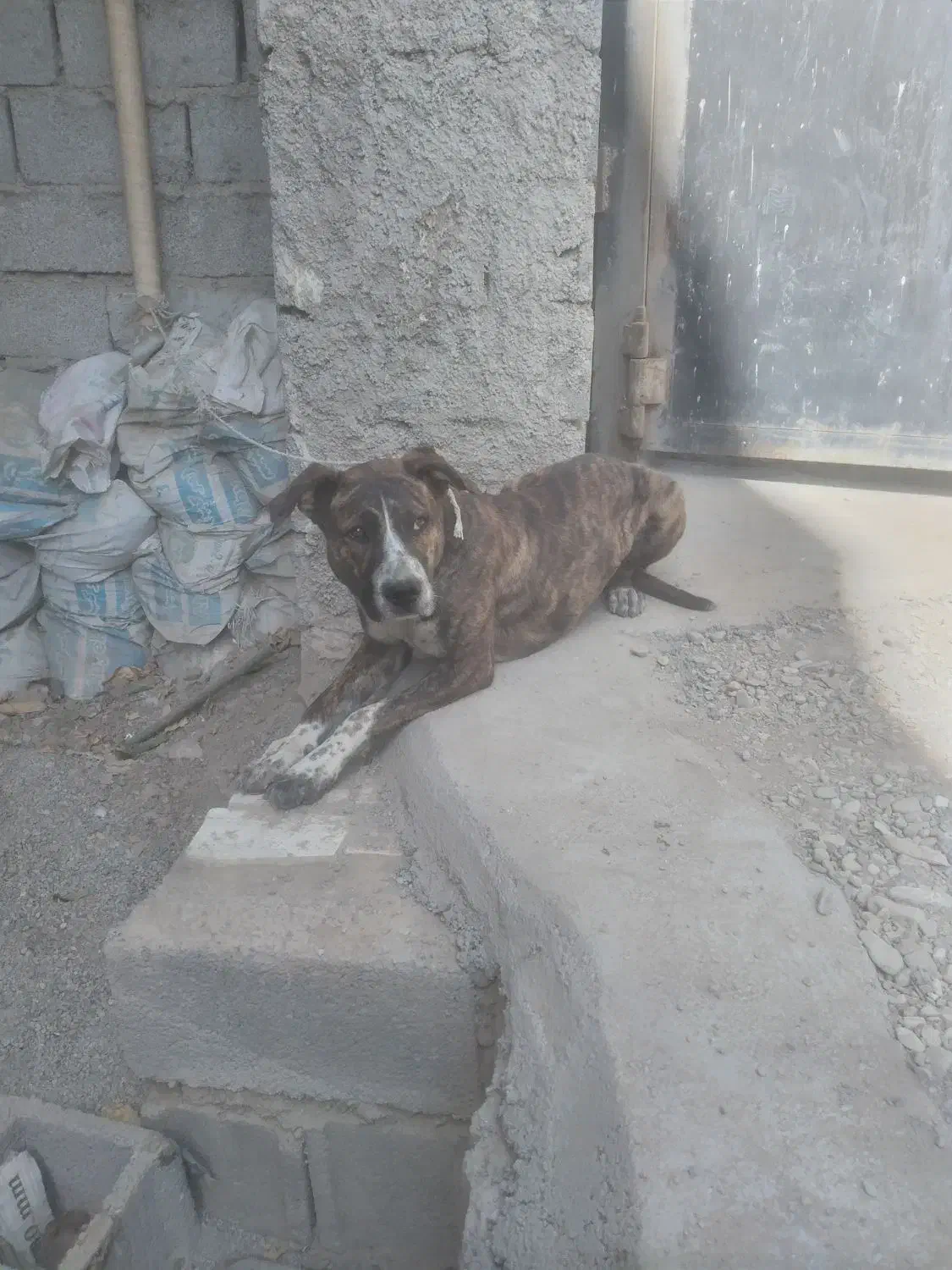 ماده سگ دورگ|سگ|کرج, کمال‌شهر|دیوار