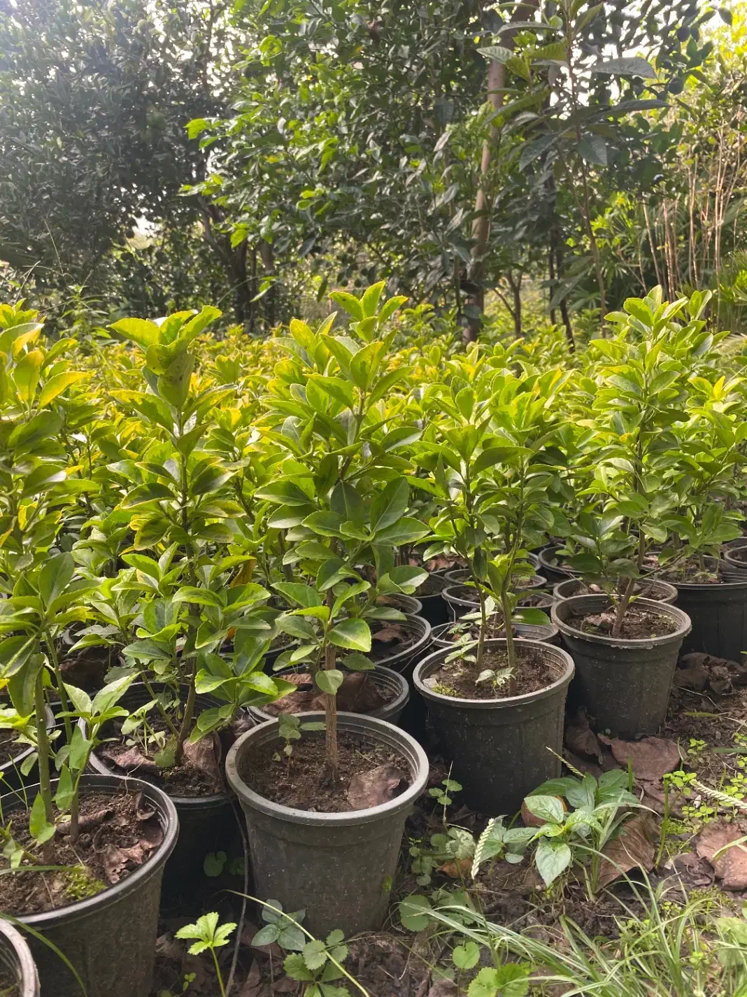 فروش فوری شمشاد طلایی|گل و گیاه طبیعی|نشتارود, |دیوار