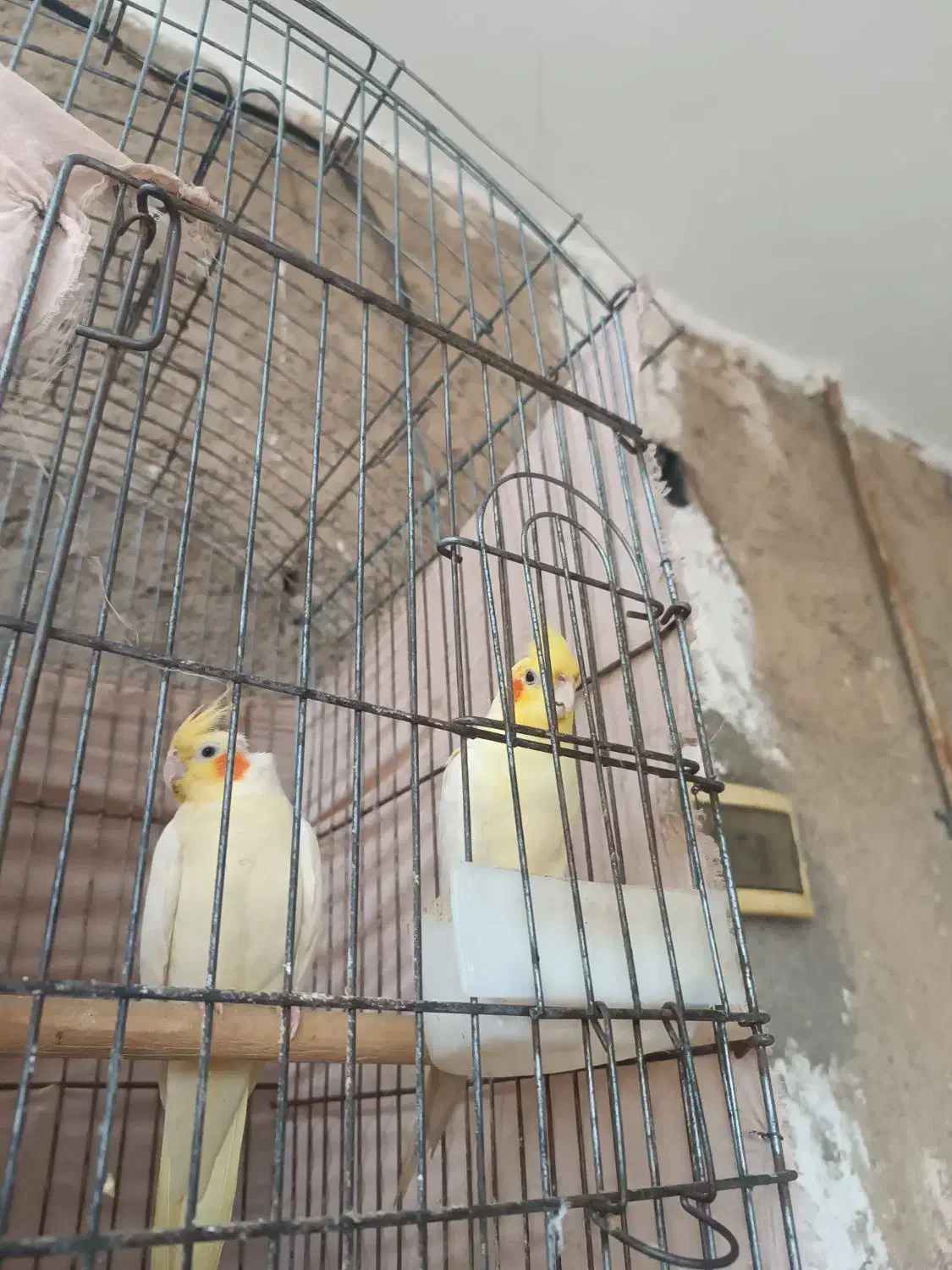 طوطی عروس هلندی|پرنده|بندر امام خمینی, |دیوار